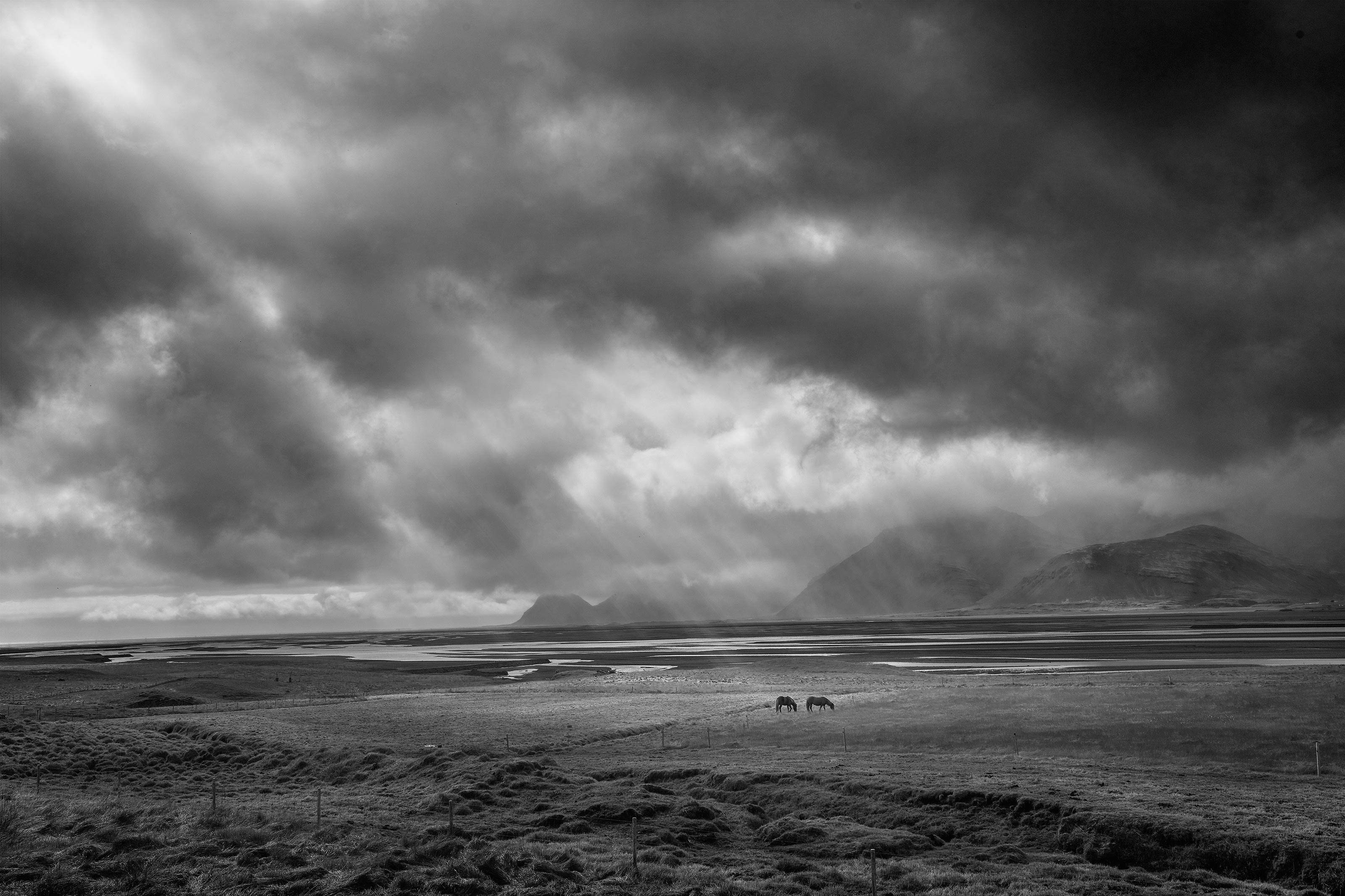 BRAD_STANLEY_HORSES